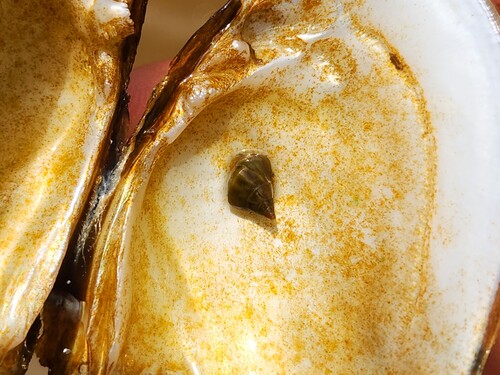 Harpeth Rocksnail