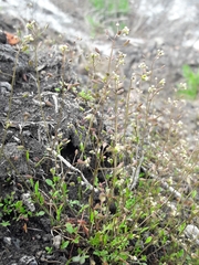 Hornungia procumbens