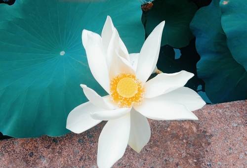 Sacred Lotus