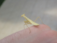 Miomantis paykullii