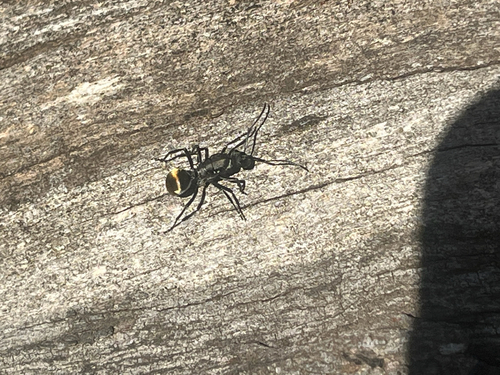Golden-tailed Spiny Ant