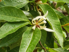 Magnolia × alba