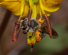 Andrena erythronii