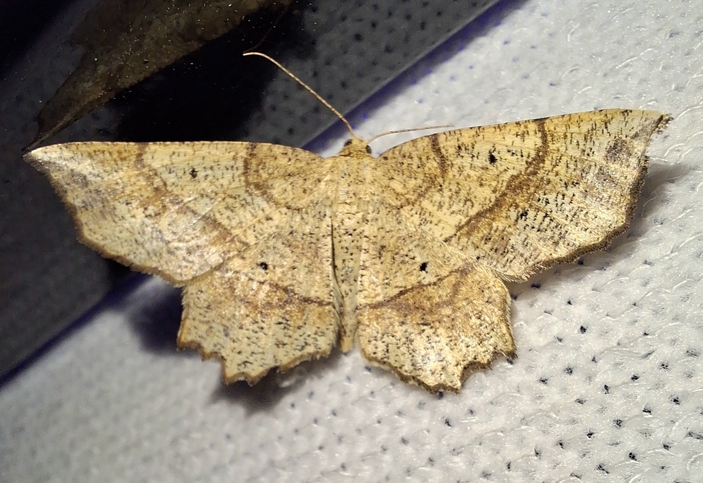 Forked Euchlaena Moth