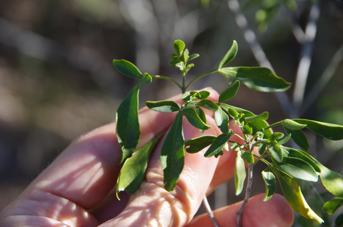 Image of Helietta parvifolia by (c) Eric Knight, some rights reserved (CC BY)