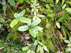 Lardizabalaceae
