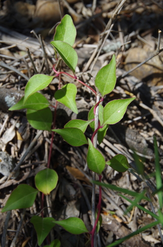 Image of Anredera vesicaria by (c) Eric Knight, some rights reserved (CC BY)