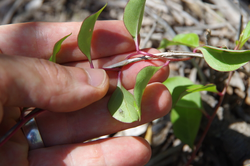 Image of Anredera vesicaria by (c) Eric Knight, some rights reserved (CC BY)