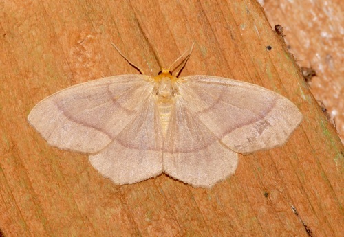Southern oak looper