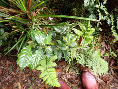 Lithocarpus konishii