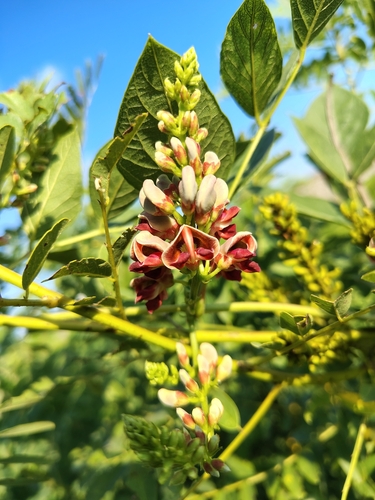 American groundnut