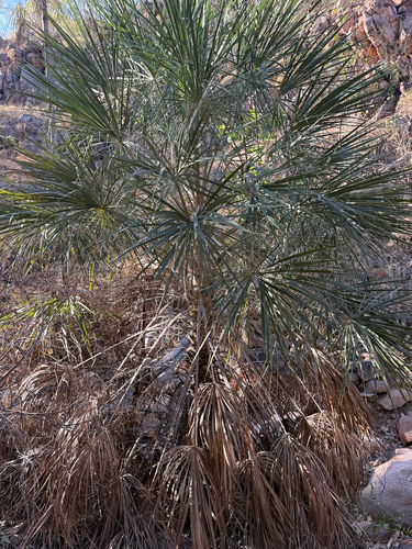 Wispy Fan Palm