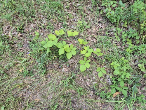 Rubus camptostachys