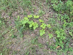 Rubus camptostachys