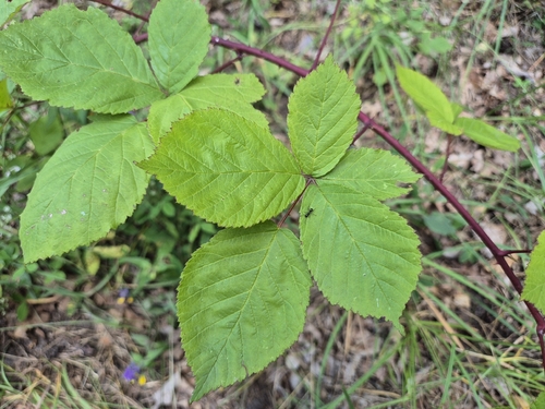 Rubus camptostachys, photograph 1
