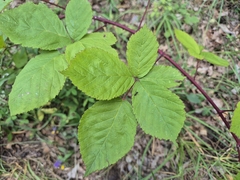 (c) Bobo-X, some rights reserved (CC BY) Rubus camptostachys, photograph (c) Bobo-X, some rights reserved (CC BY)