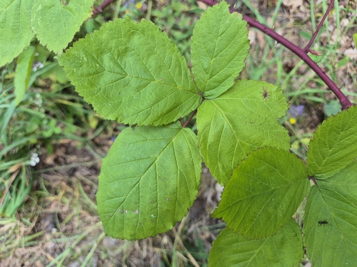 Rubus camptostachys, photograph 2