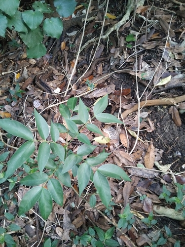 Senna septemtrionalis, photograph 3