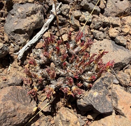 Phemeranthus spinescens, photograph 5