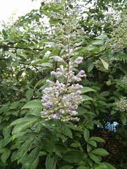 Vitex trifolia