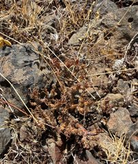 Phemeranthus spinescens, photograph (c) James H. Thomas, some rights reserved (CC BY)