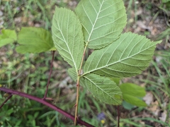 (c) Bobo-X, some rights reserved (CC BY) Rubus camptostachys, photograph (c) Bobo-X, some rights reserved (CC BY)