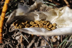 Astragalus douglasii