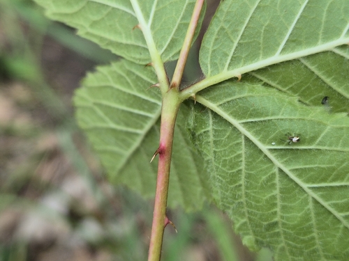 Rubus camptostachys, photograph 4
