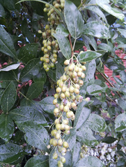 Vitex trifolia
