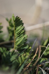Astragalus douglasii