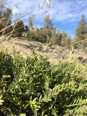 Astragalus douglasii