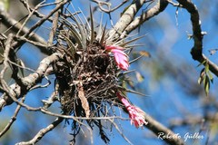 Tillandsia recurvifolia