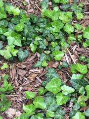 Hedera helix