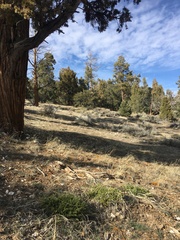 Astragalus douglasii