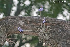 Tillandsia reichenbachii