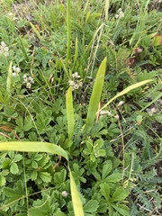 Iris furcata, photograph (c) Илья Руденко, some rights reserved (CC BY)