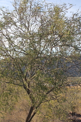 Prosopis articulata