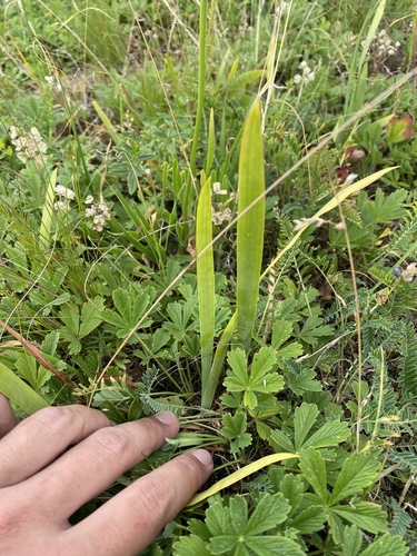 Iris furcata, photograph 2