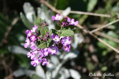 Lantana megapotamica