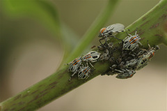 Aetalion reticulatum