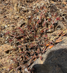 Phemeranthus spinescens, photograph (c) James H. Thomas, some rights reserved (CC BY)