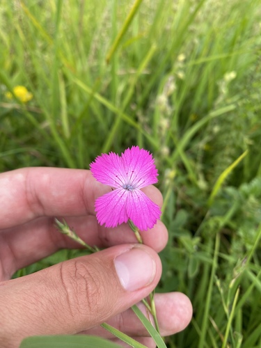 Dianthus caucaseus, photograph 5