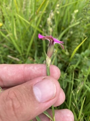 Dianthus caucaseus, photograph (c) Илья Руденко, some rights reserved (CC BY)