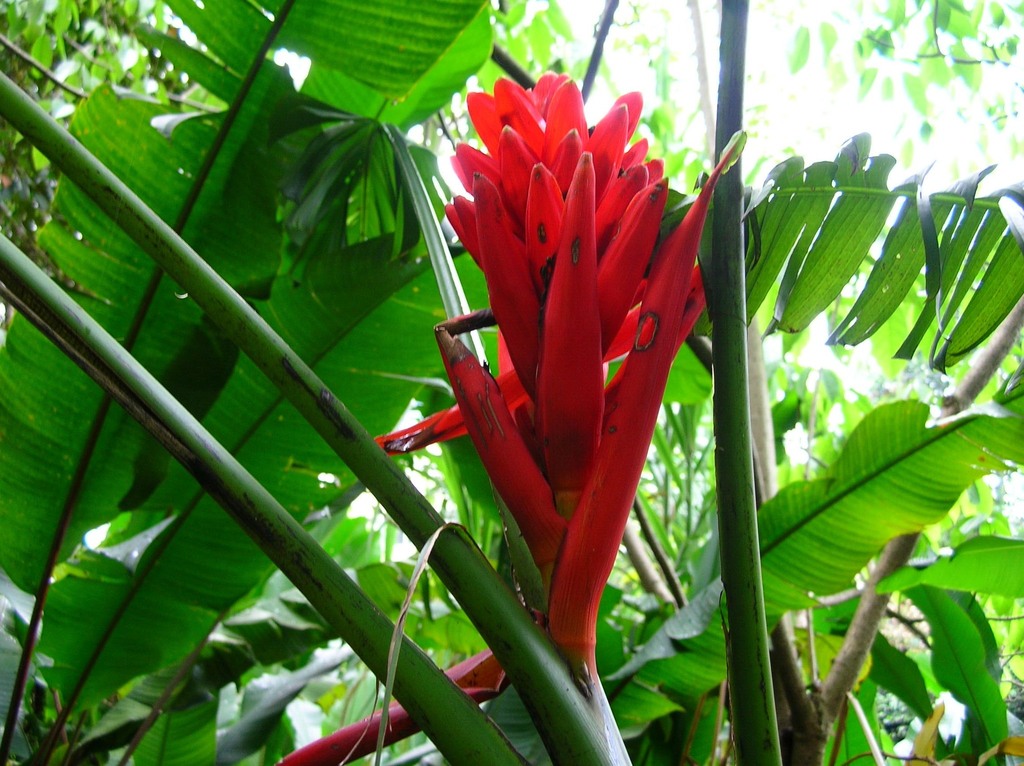Musa coccinea; photograph (c) Luis G Restrepo, some rights reserved (CC BY)