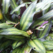 Goeppertia loeseneri - Photo (c) 106611639464075912591, algunos derechos reservados (CC BY-NC-SA), subido por 106611639464075912591