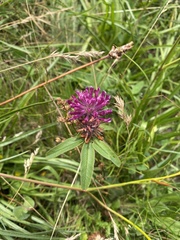 Trifolium alpestre, photograph (c) Илья Руденко, some rights reserved (CC BY)