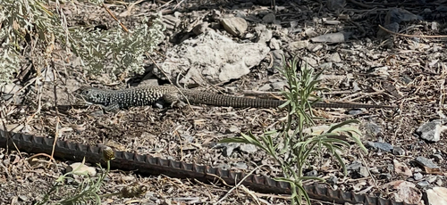 Western Whiptail