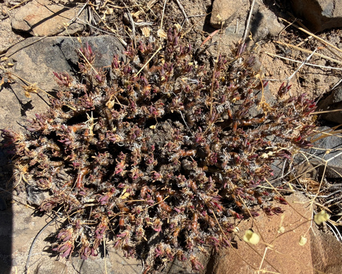 Phemeranthus spinescens, photograph 1