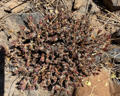 Phemeranthus spinescens, photograph (c) James H. Thomas, some rights reserved (CC BY)