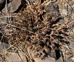 Phemeranthus spinescens
